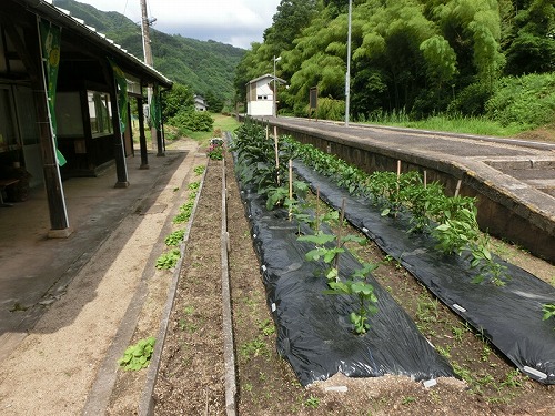 写真9.5　駅舎とホームの間で野菜作り.jpg